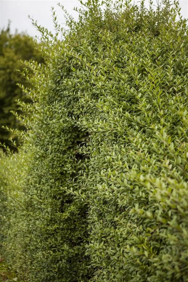 Ligustrum vulgare Gewöhnlicher Liguster 40-60 cm