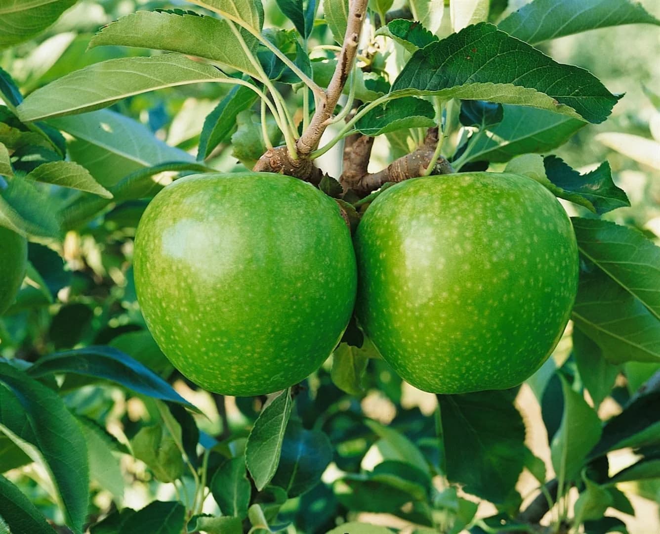 Malus 'Granny Smith' Apfelbaum Grün 150–200 cm - Bild 4