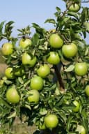 Malus 'Granny Smith' Apfelbaum Grün 150–200 cm Bild 5