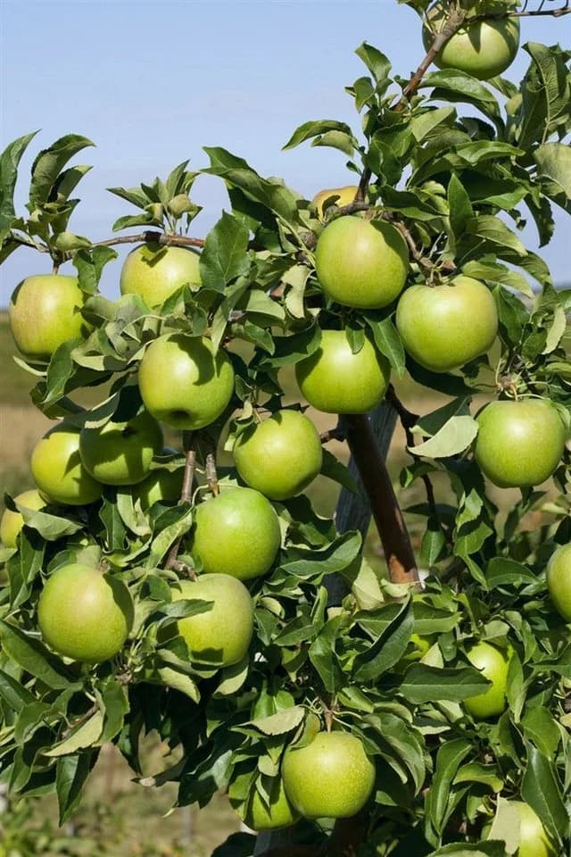 Malus 'Granny Smith' Apfelbaum Grün 150–200 cm - Bild 5