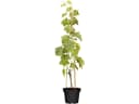 Vitis vinifera Lakemont Weinrebe Kernlos 80–100 cm Bild 2