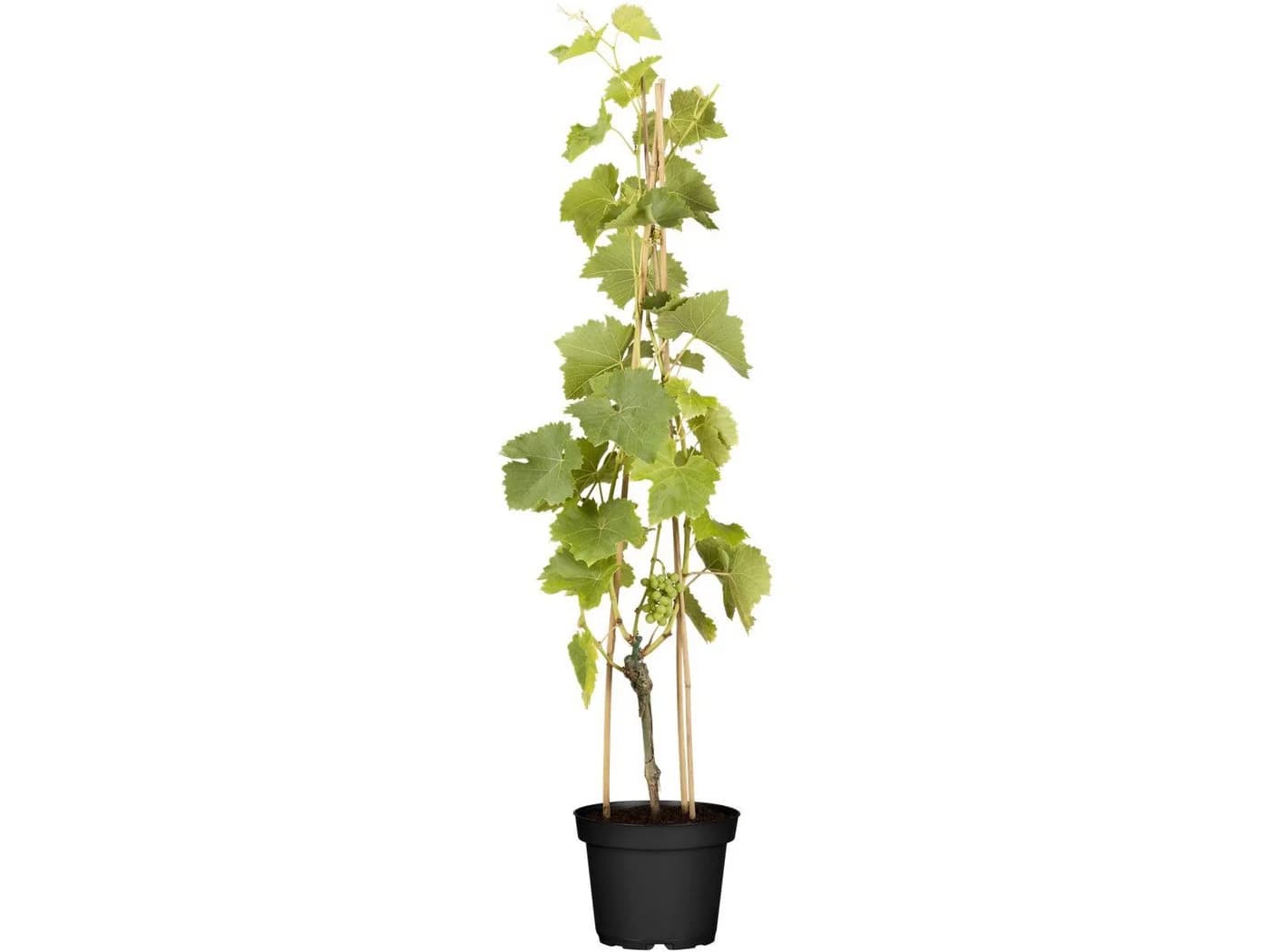 Vitis vinifera Lakemont Weinrebe Kernlos 80–100 cm - Bild 2