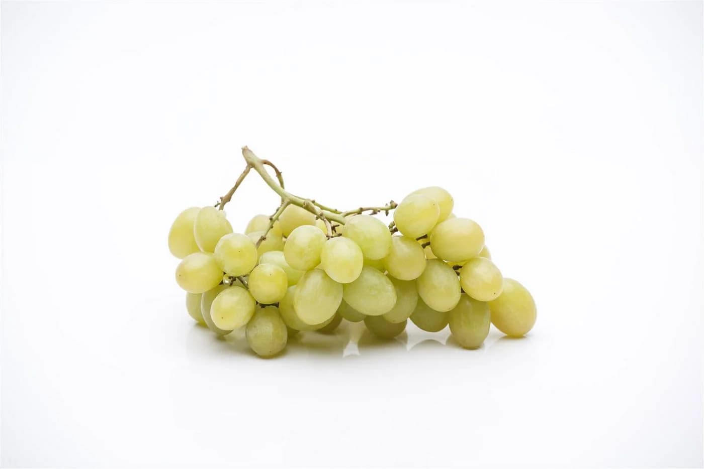 Vitis vinifera Lakemont Weinrebe Kernlos 80–100 cm - Bild 3