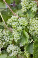 Vitis vinifera Lakemont Weinrebe Kernlos 80–100 cm Bild 4