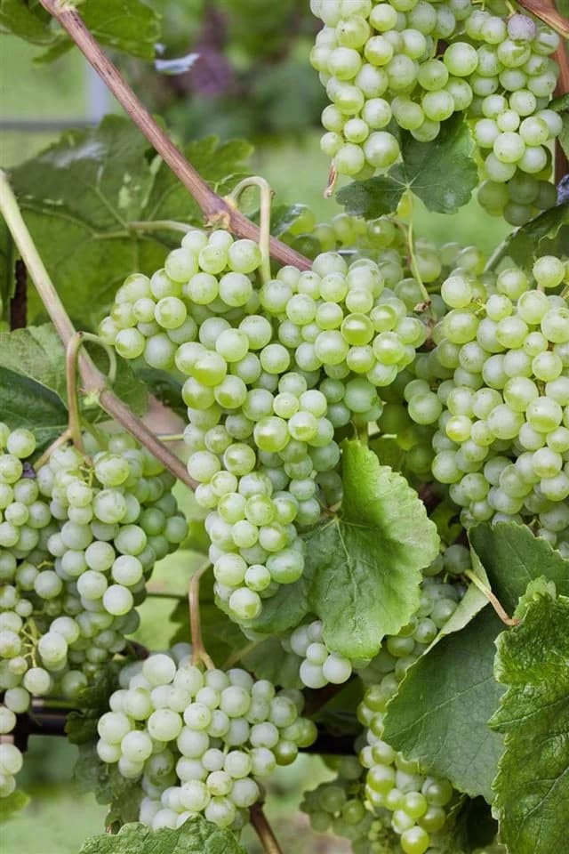Vitis vinifera Lakemont Weinrebe Kernlos 80–100 cm - Bild 4