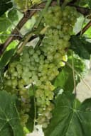 Vitis vinifera Lakemont Weinrebe Kernlos 80–100 cm Bild 5
