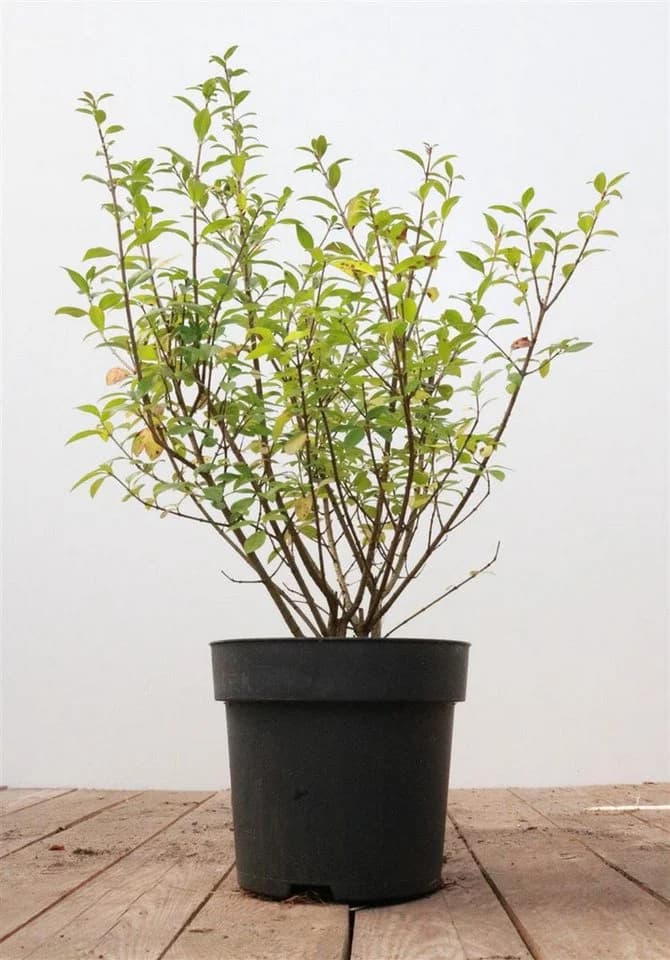Ligustrum vulgare 'Atrovirens' Gewöhnlicher Liguster immergrün - Bild 2