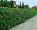 Ligustrum vulgare 'Atrovirens' Gewöhnlicher Liguster immergrün Bild 5