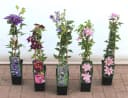 Pflanzen für Dich Kletterpflanze Clematis Hybride Margaret Hunt Rosa Bild 1