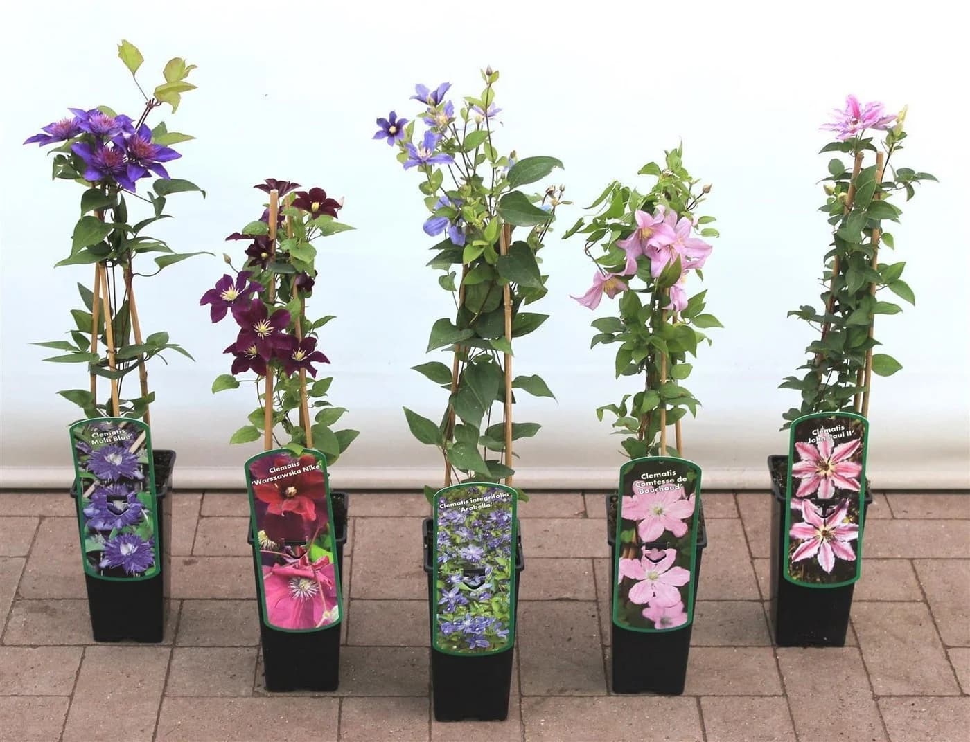 Pflanzen für Dich Kletterpflanze Clematis Hybride Margaret Hunt Rosa