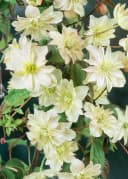Pflanzen für Dich Kletterpflanze Clematis Hybride Margaret Hunt Rosa Bild 2