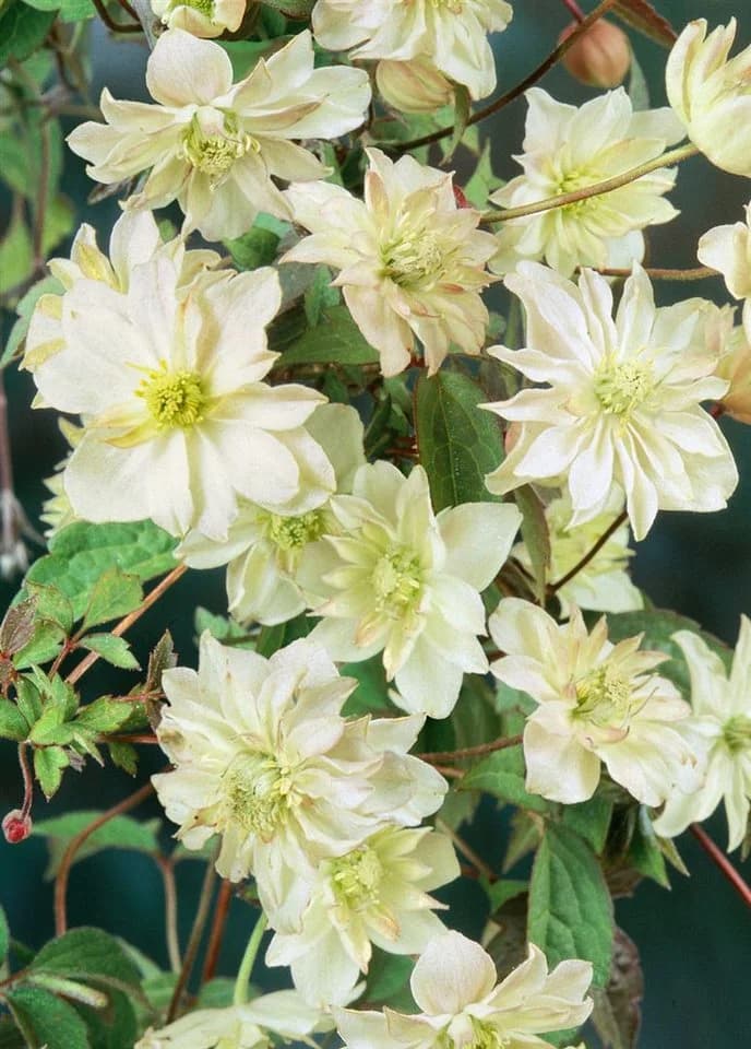 Pflanzen für Dich Kletterpflanze Clematis Hybride Margaret Hunt Rosa - Bild 2
