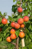 Prunus armeniaca 'Harcot' Aprikose Süß 150–200 cm Bild 1