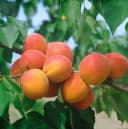 Prunus armeniaca 'Harcot' Aprikose Süß 150–200 cm Bild 2