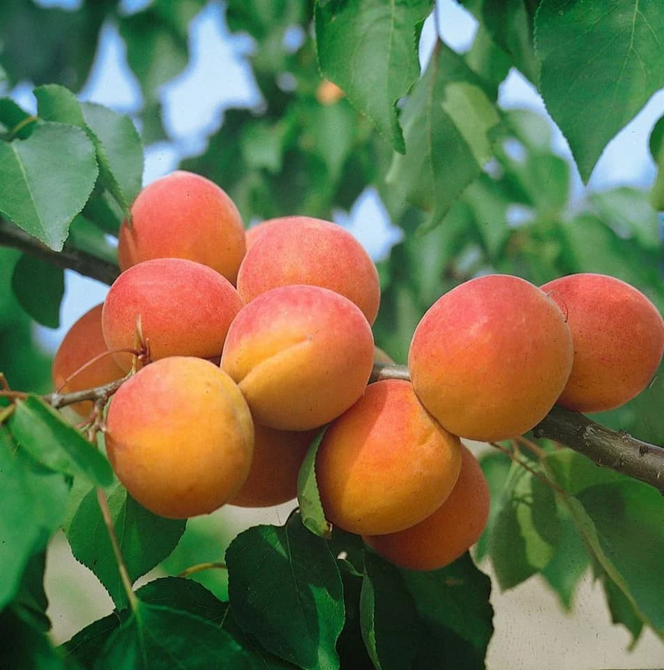 Prunus armeniaca 'Harcot' Aprikose Süß 150–200 cm - Bild 2