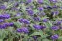 Caryopteris clandonensis 'Grand Bleu' Bartblume Blau 40–60 cm Bild 1