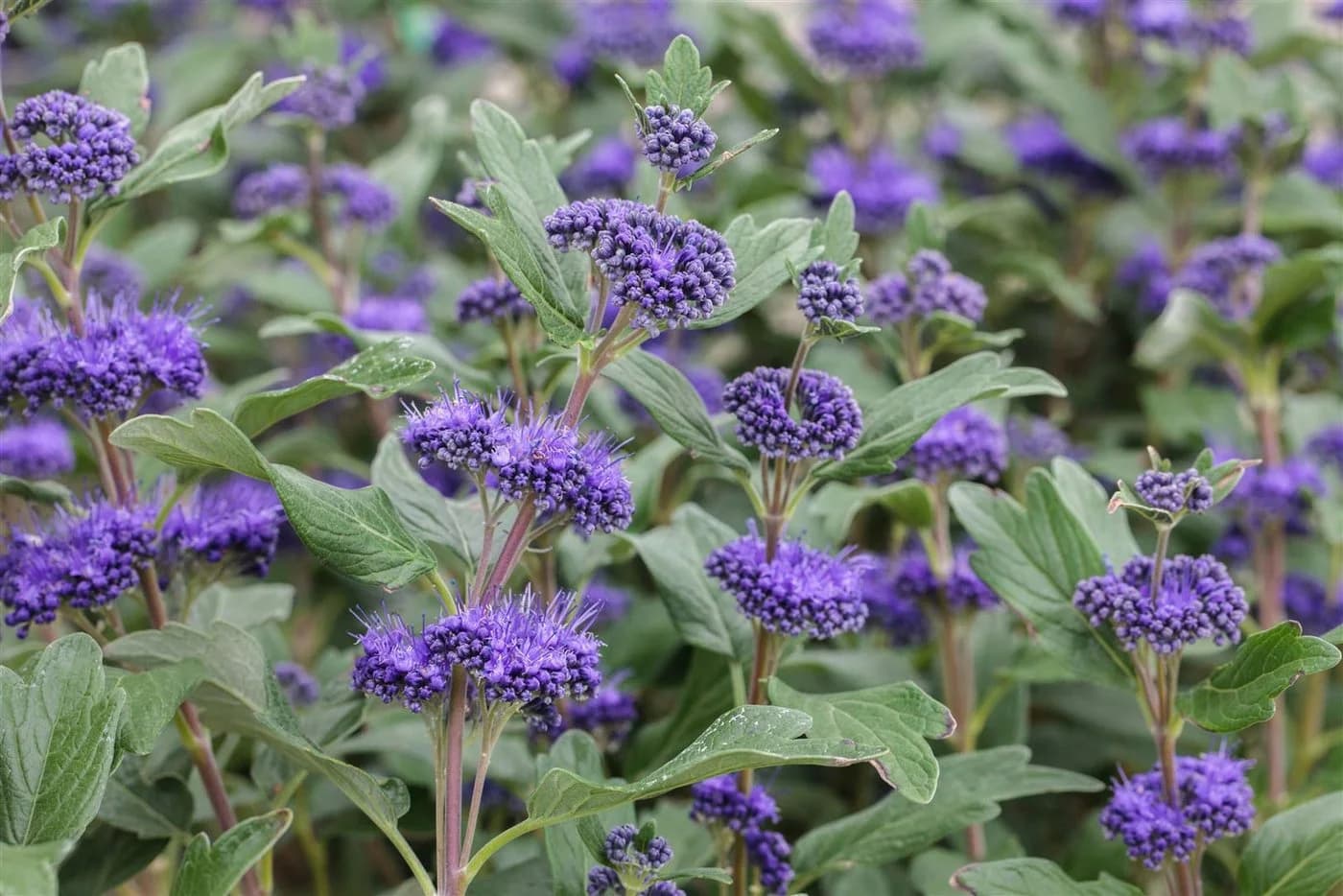 Caryopteris clandonensis 'Grand Bleu' Bartblume Blau 40–60 cm