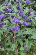 Caryopteris clandonensis 'Grand Bleu' Bartblume Blau 40–60 cm Bild 2