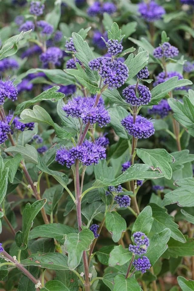 Caryopteris clandonensis 'Grand Bleu' Bartblume Blau 40–60 cm - Bild 2