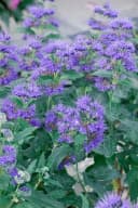 Caryopteris clandonensis 'Grand Bleu' Bartblume Blau 40–60 cm Bild 3