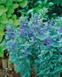 Caryopteris clandonensis 'Grand Bleu' Bartblume Blau 40–60 cm Bild 4