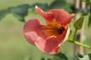 Campsis radicans 'Grandiflora' Trompetenblume Orange 40–60 cm Bild 1