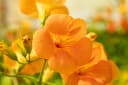 Campsis radicans 'Grandiflora' Trompetenblume Orange 40–60 cm Bild 4