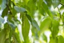 Pflanzen für Dich Hainbuche Carpinus betulus 1 St. Grün Bild 1