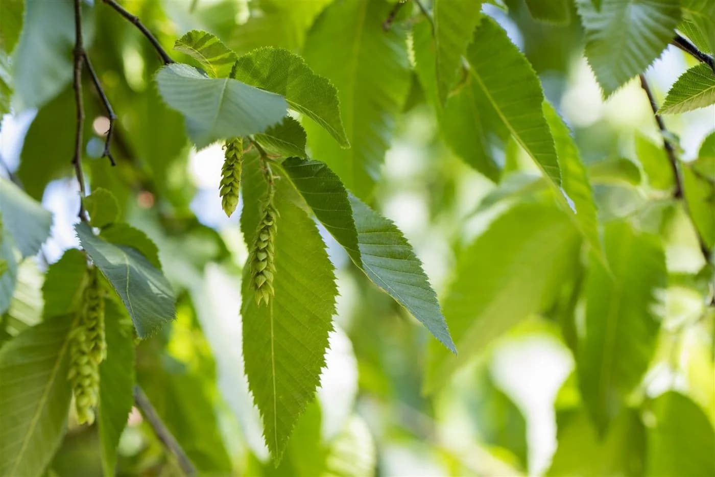 Pflanzen für Dich Hainbuche Carpinus betulus 1 St. Grün