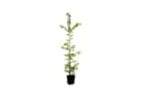 Pflanzen für Dich Hainbuche Carpinus betulus 1 St. Grün Bild 2