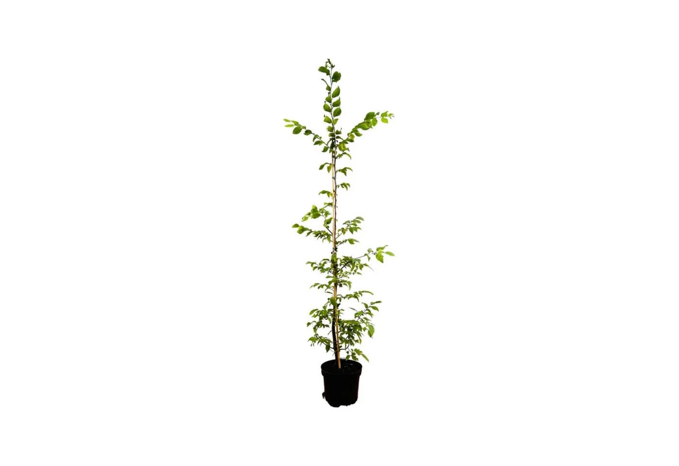 Pflanzen für Dich Hainbuche Carpinus betulus 1 St. Grün - Bild 2