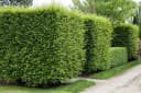 Pflanzen für Dich Hainbuche Carpinus betulus 1 St. Grün Bild 3