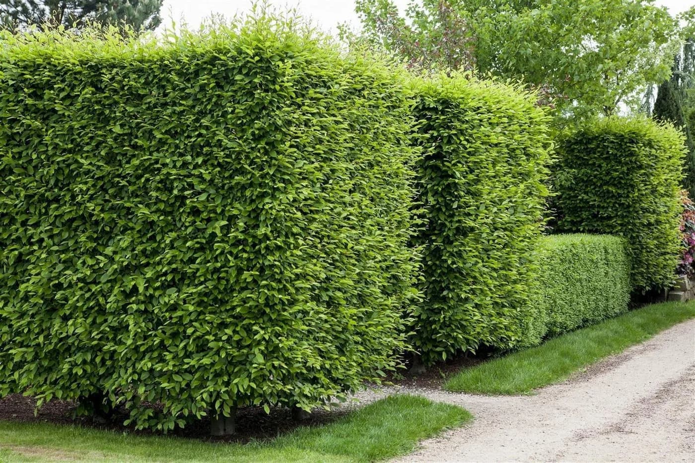 Pflanzen für Dich Hainbuche Carpinus betulus 1 St. Grün - Bild 3