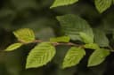 Pflanzen für Dich Hainbuche Carpinus betulus 1 St. Grün Bild 4