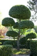 Pflanzen für Dich Hainbuche Carpinus betulus 1 St. Grün Bild 5