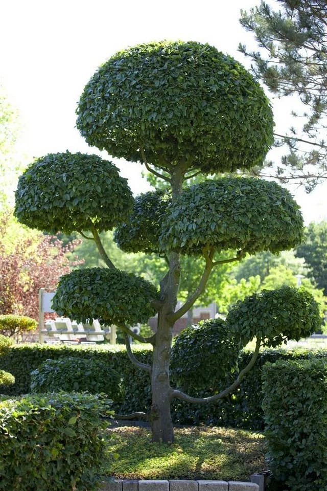 Pflanzen für Dich Hainbuche Carpinus betulus 1 St. Grün - Bild 5