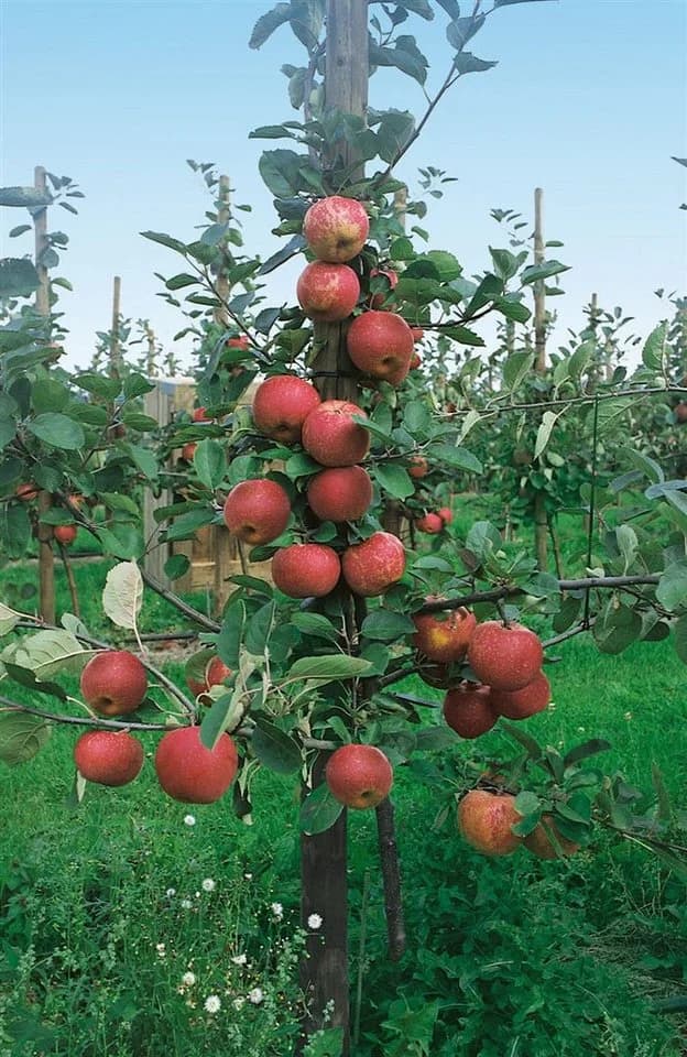 Pflanzen für Dich Obstpflanze Malus 'Roter Boskoop' Apfelbaum säuerlich lagerfähig