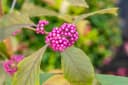 Callicarpa bodinieri 'Profusion' Schönfrucht Violette Beeren 80–100 cm Bild 1