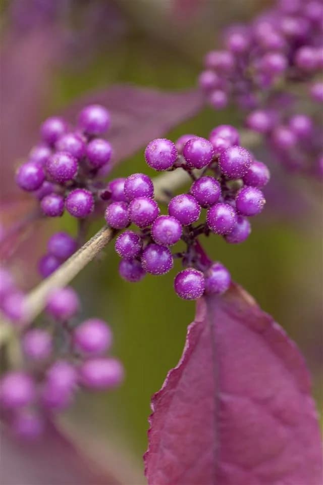 Callicarpa bodinieri 'Profusion' Schönfrucht Violette Beeren 80–100 cm - Bild 2