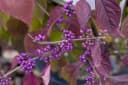Callicarpa bodinieri 'Profusion' Schönfrucht Violette Beeren 80–100 cm Bild 3
