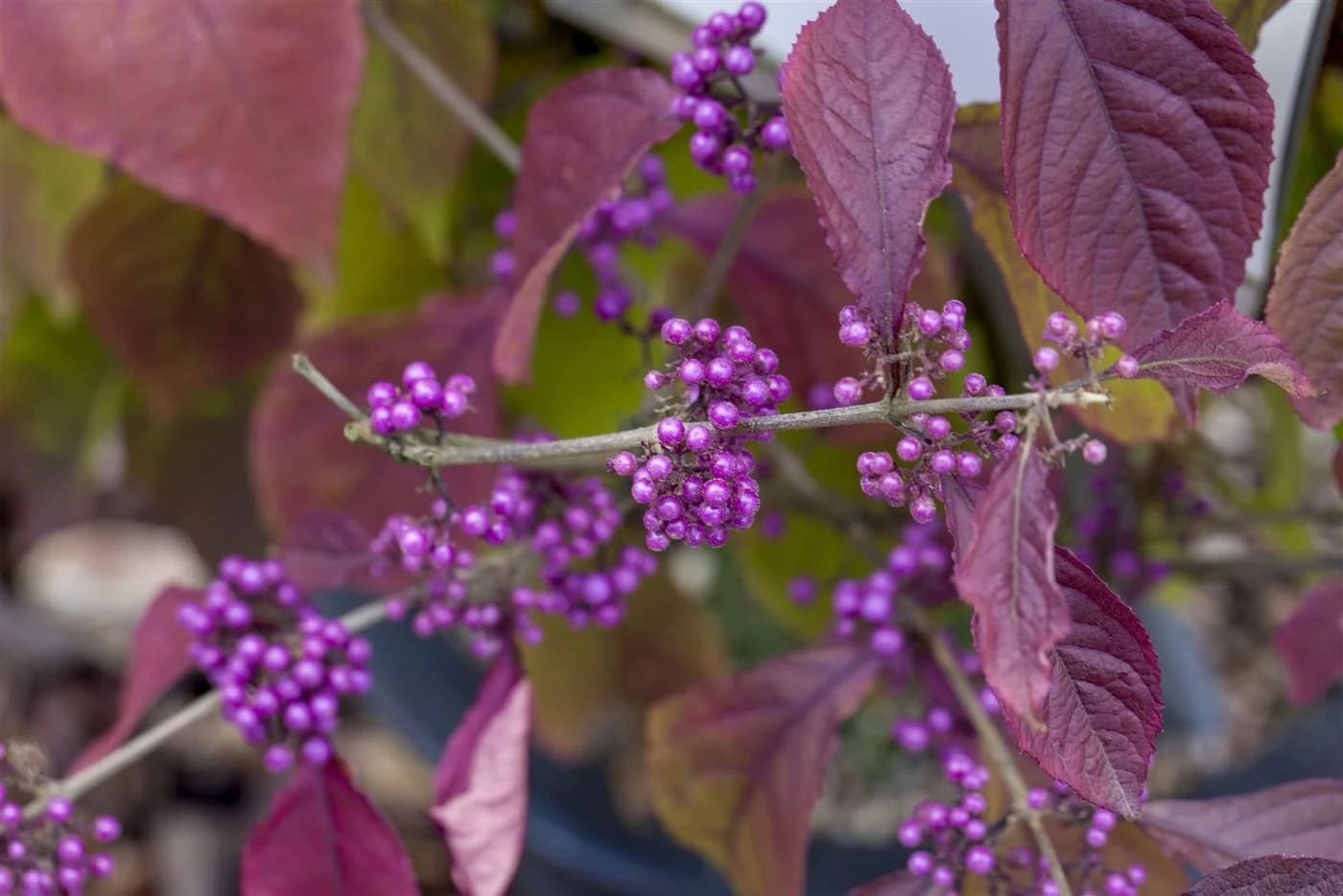 Callicarpa bodinieri 'Profusion' Schönfrucht Violette Beeren 80–100 cm - Bild 3