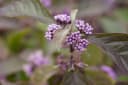 Callicarpa bodinieri 'Profusion' Schönfrucht Violette Beeren 80–100 cm Bild 4