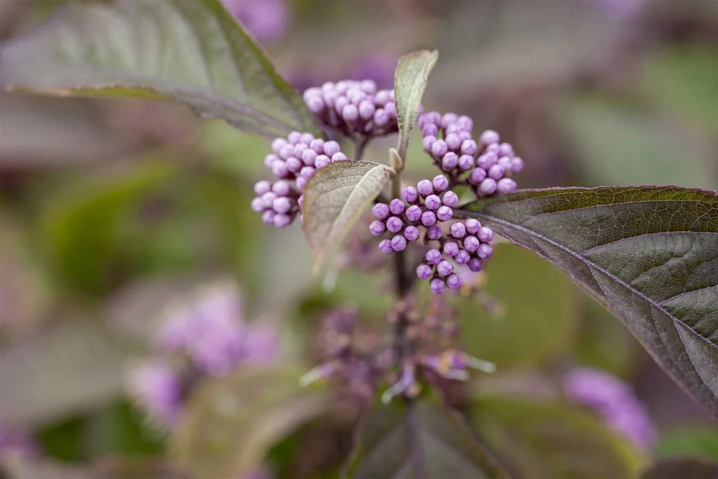 Callicarpa bodinieri 'Profusion' Schönfrucht Violette Beeren 80–100 cm - Bild 4