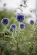 Echinops ritro Kugeldistel Stahlblau Bild 1