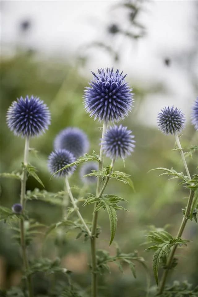Echinops ritro Kugeldistel Stahlblau