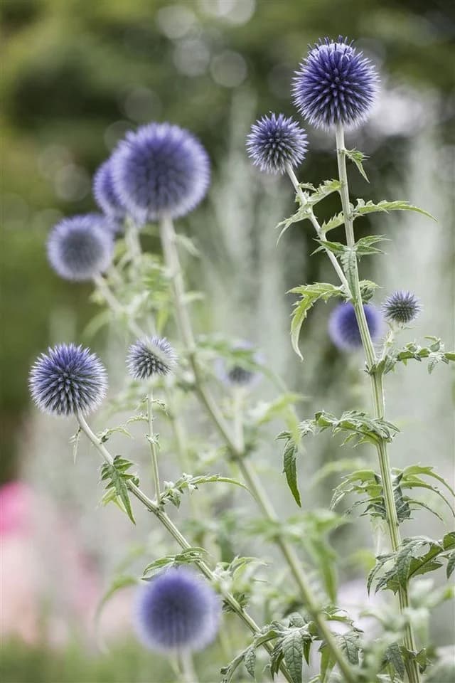Echinops ritro Kugeldistel Stahlblau - Bild 2