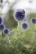 Echinops ritro Kugeldistel Stahlblau Bild 3