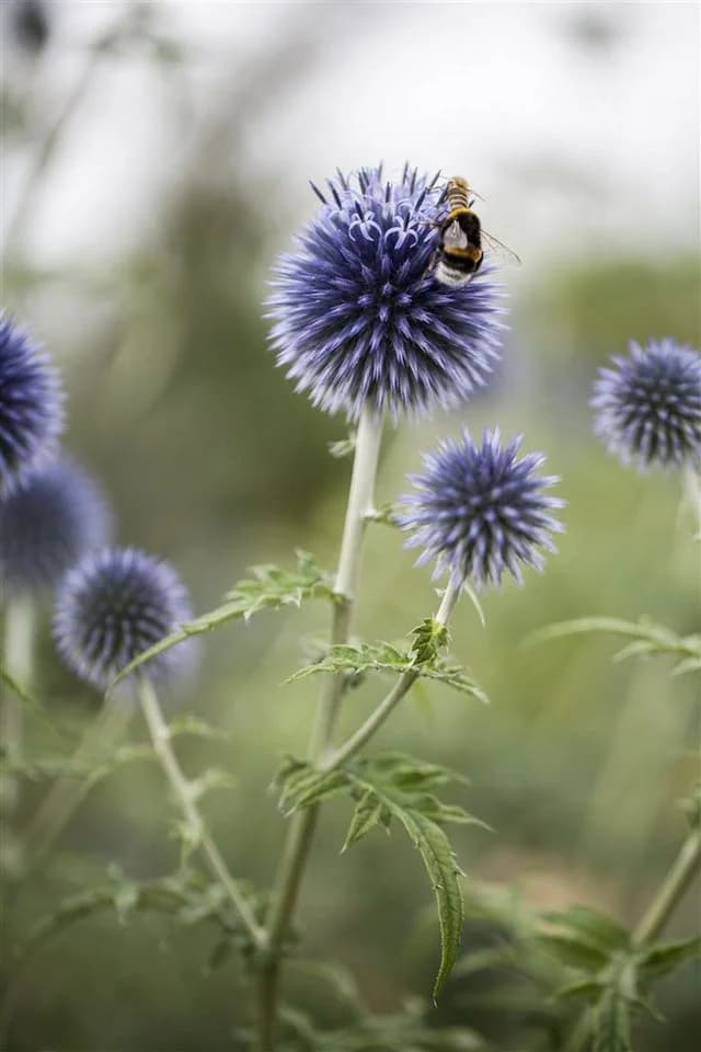 Echinops ritro Kugeldistel Stahlblau - Bild 3