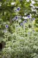 Echinops ritro Kugeldistel Stahlblau Bild 5