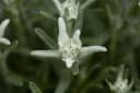 Leontopodium alpinum Edelweiß ca. 9x9 cm Topf Bild 1